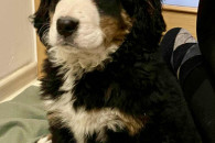 Berneński Pies Pasterski