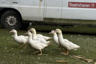 Kaczki piżmowe / francuskie