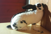 Samiec srokacz niemiecki