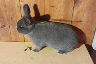 Samica wiedeński niebieski