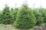 Choinki Świerk Pospolity