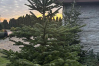 Choinki Jodła Kaukaska Świeże