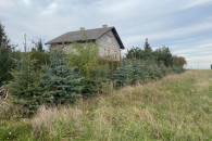 Choinki piękne złociste na święta i do ogrodu