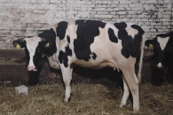 Jałówka wysokocielna