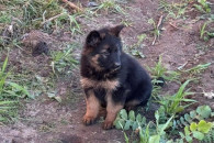 Szczeniaki Owczarek Niemiecki