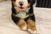 Berneński Pies Pasterki