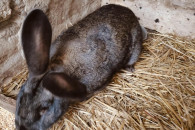 Sprzedam dwa króliki samce