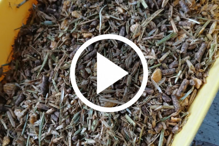 Suchy TMR dla cieląt