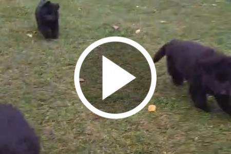 Owczarki niemieckie czarne