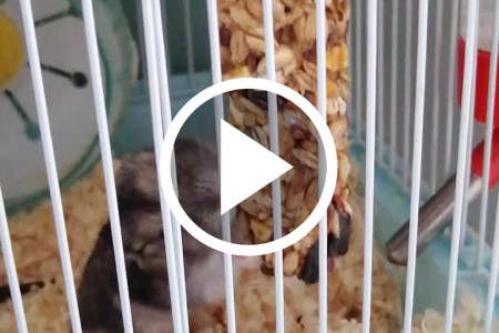 Chomiczek dżungarski